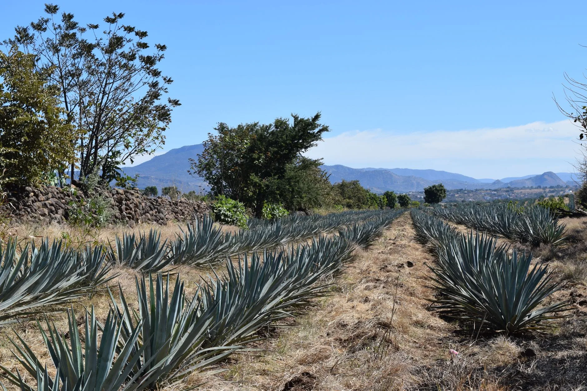 La tequila : bien plus qu'un shot