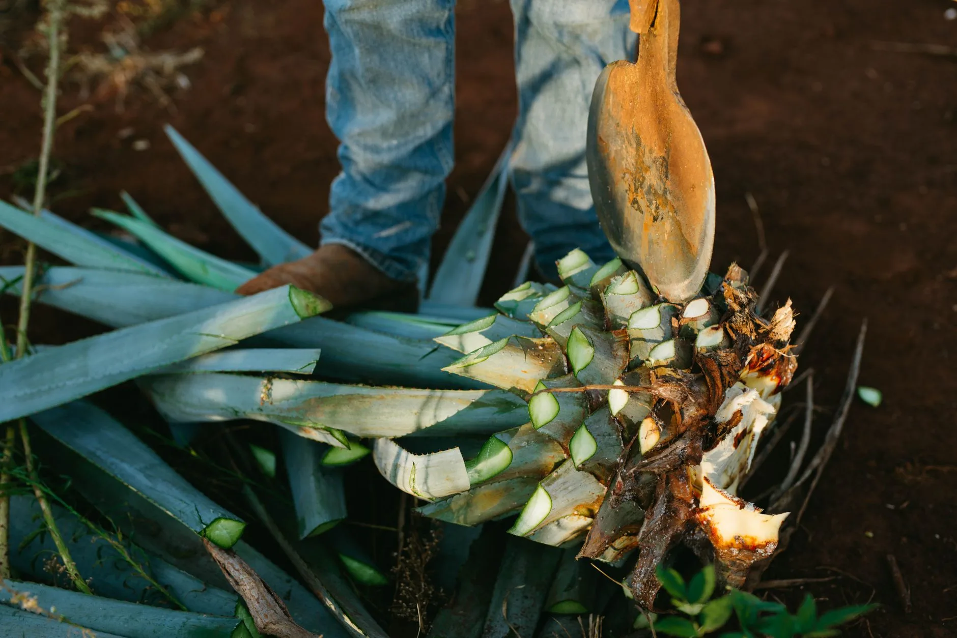 Le mezcal : la boisson fumée d'Oaxaca
